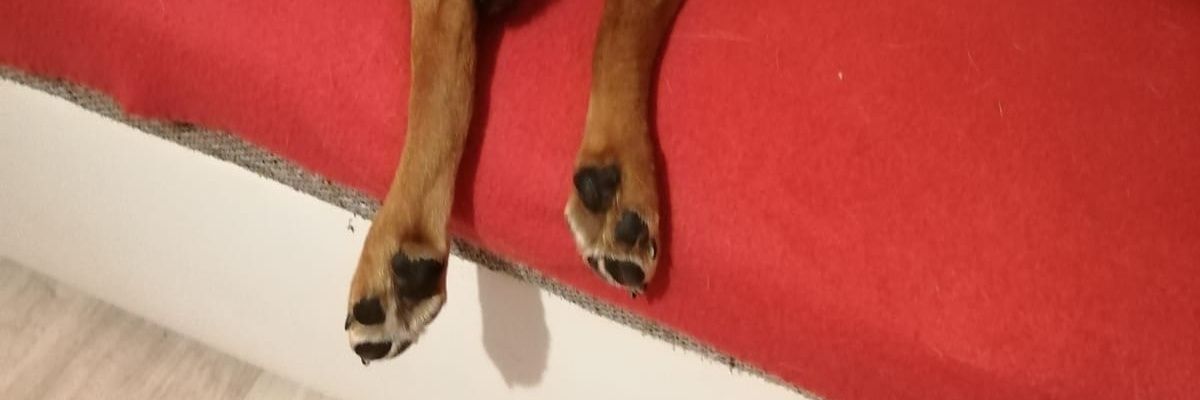 Bepinka's profile banner image