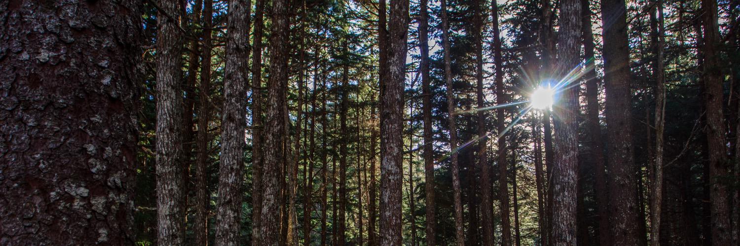 JacksonUrsin's profile banner image