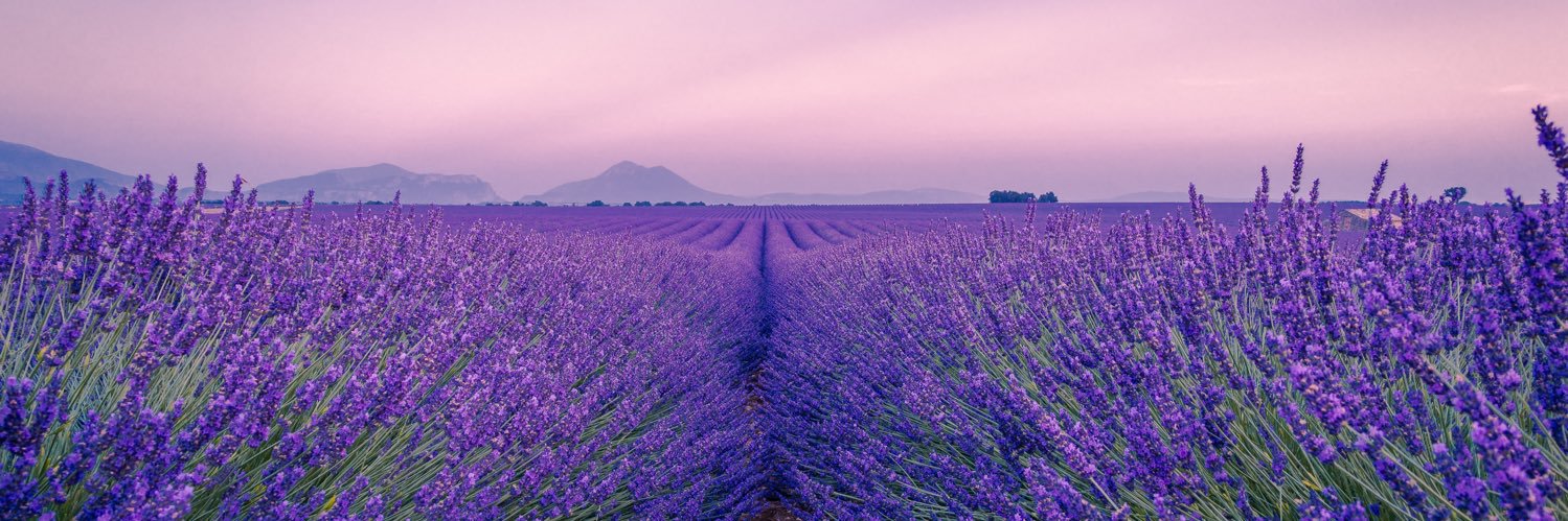 GCBrassens's profile banner image