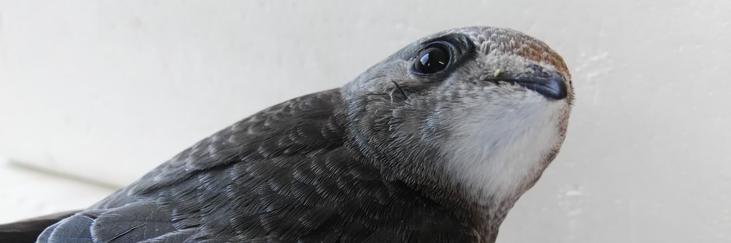 VaneTumay's profile banner image