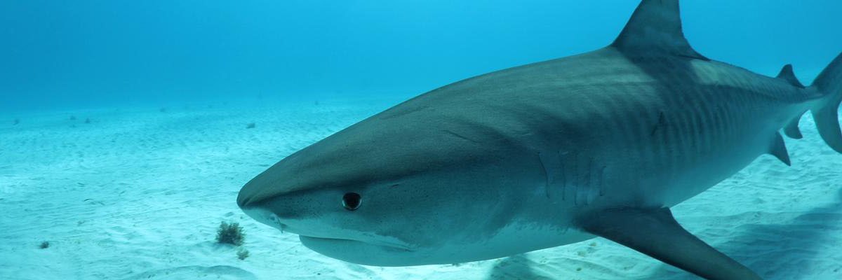 Beneath The Waves banner