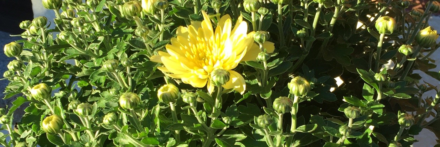 vro521's profile banner image