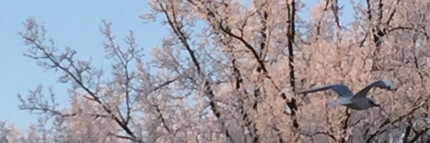 atesl_i's profile banner image