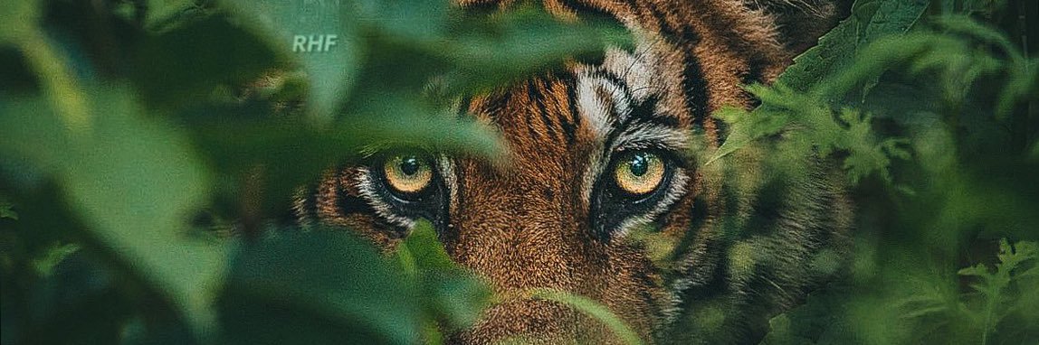 AlowaisAz's profile banner image