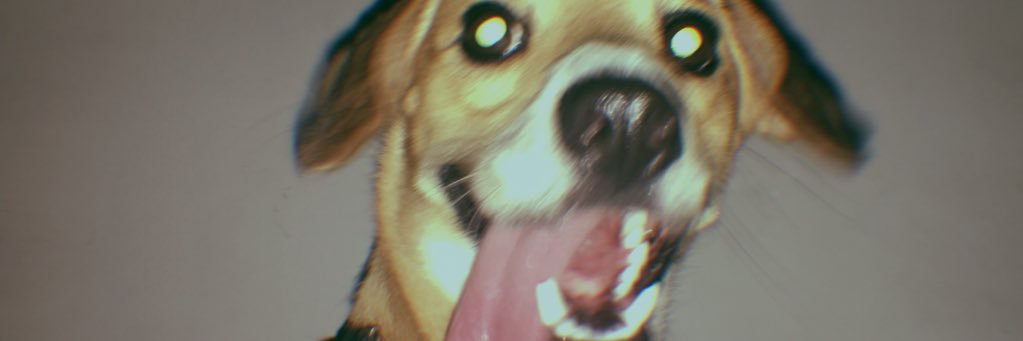 Pejs banner