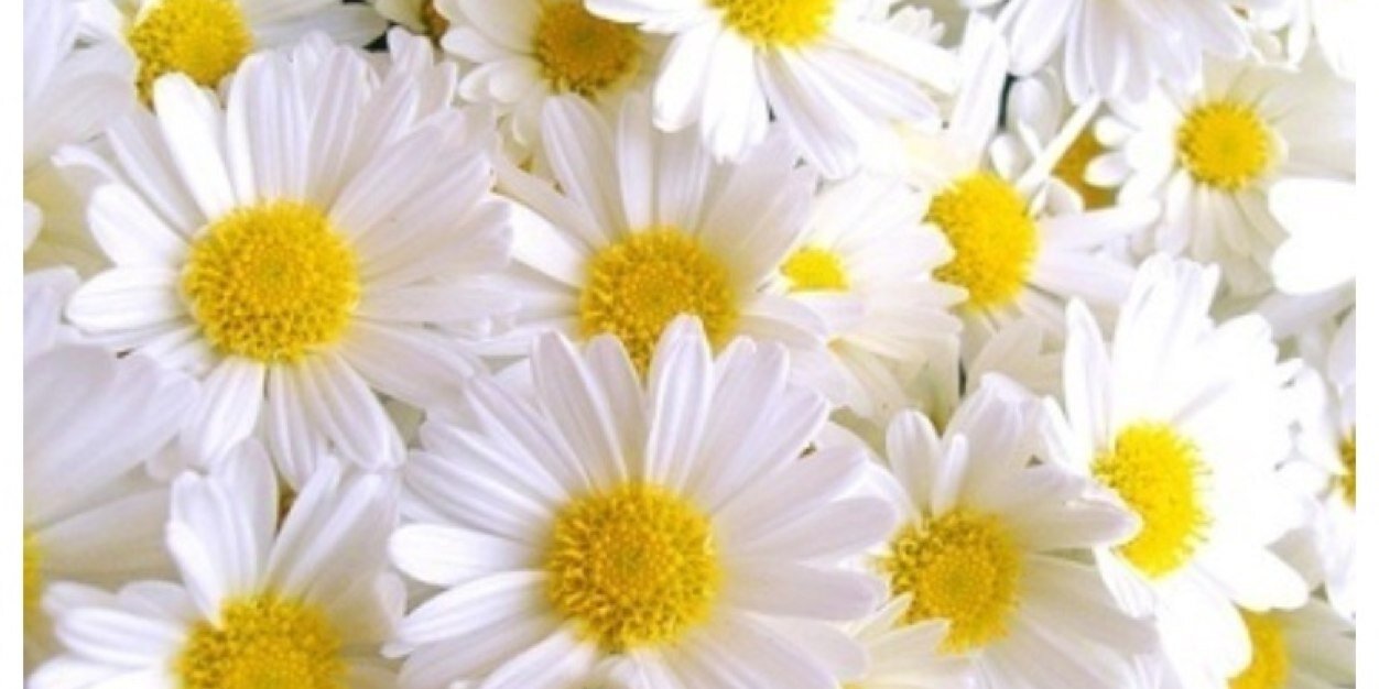 rosanafernandez's profile banner image
