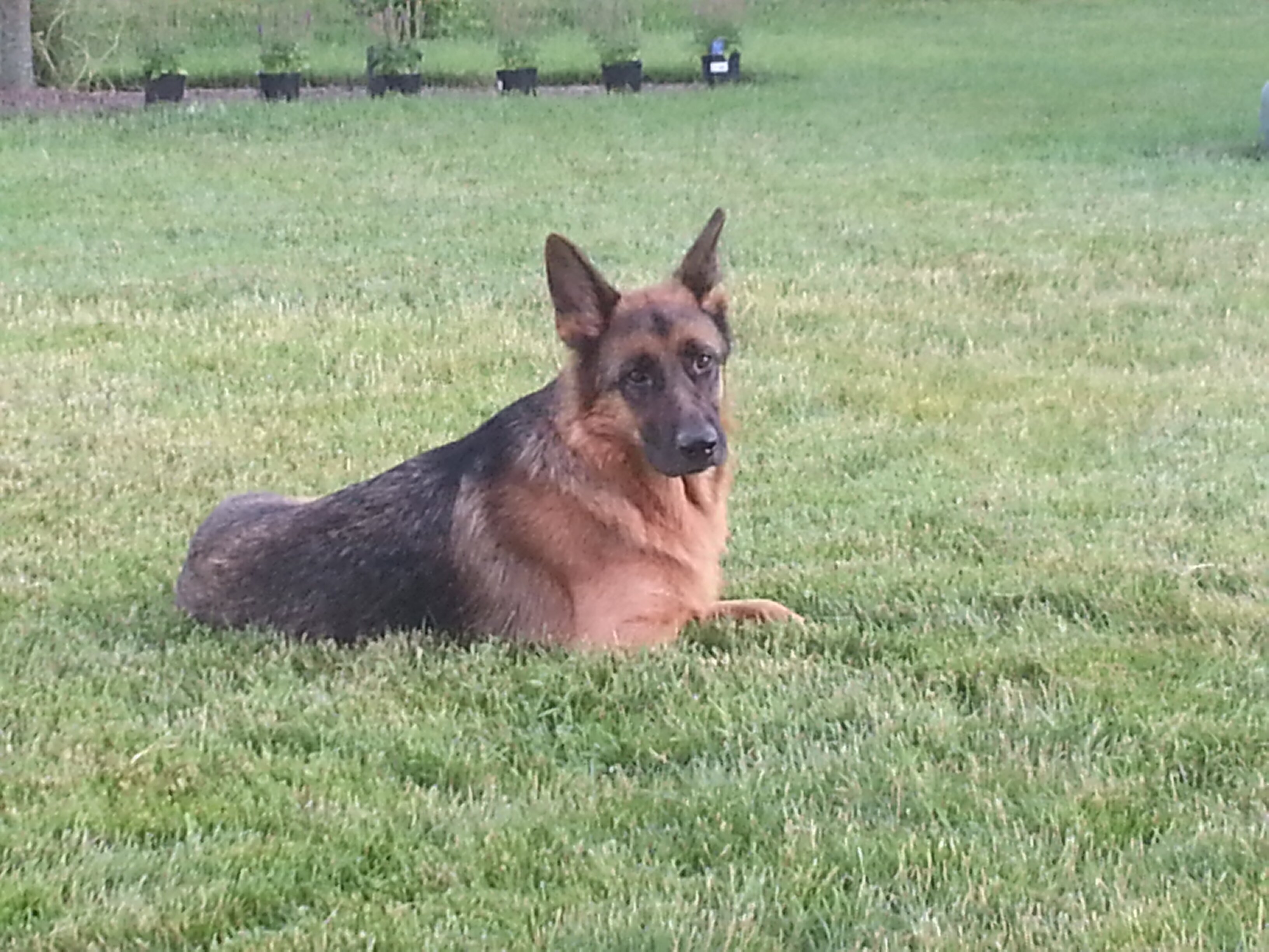 Mark Widstrand banner