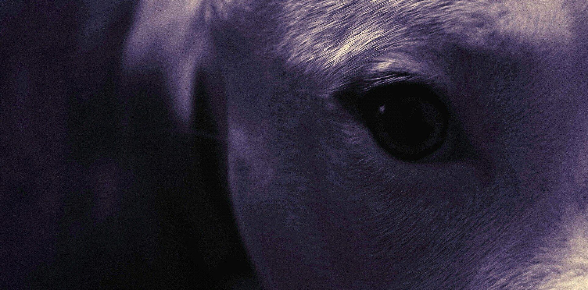ChristianFlama's profile banner image