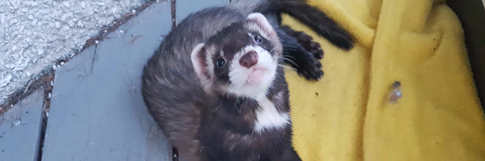 ferretsnorth's profile banner image