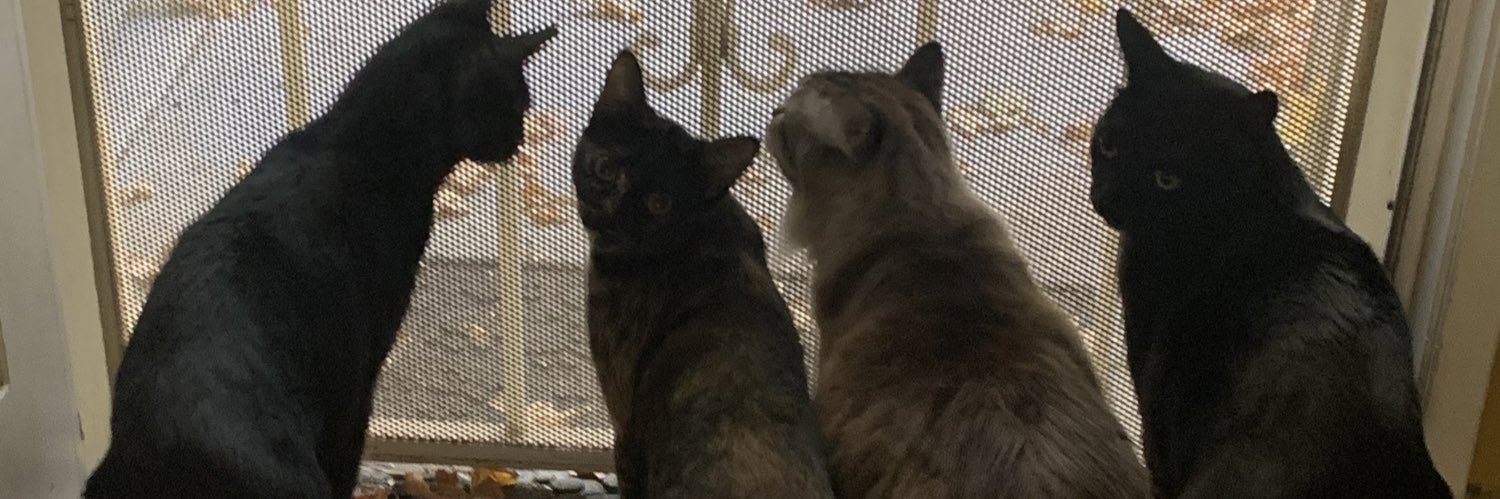 KittyCarterMeow's profile banner image