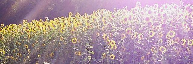 Jennifer Agee banner
