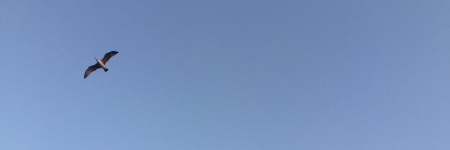 alivargonen's profile banner image