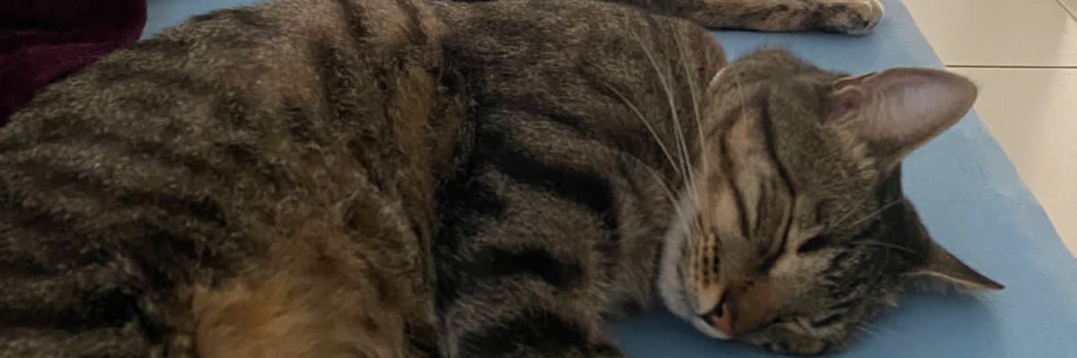 carolarrisa's profile banner image
