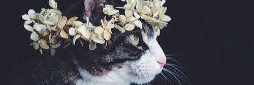 KileyBoeding's profile banner image