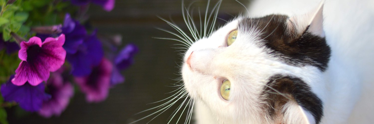 meowiyer's profile banner image