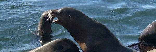 nictheroaster Profile Banner