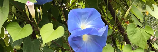 PITTGreenFund Profile Banner