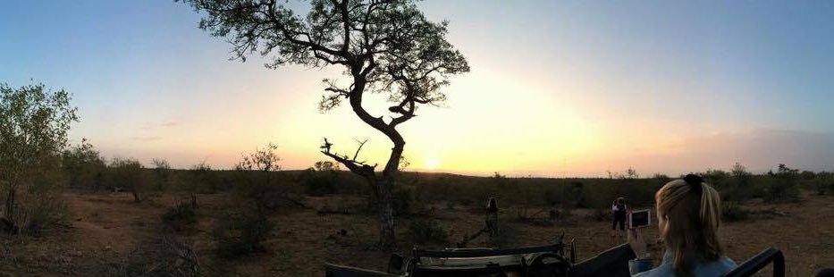 Allison Scott banner