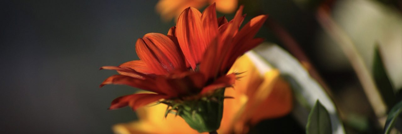 flowrs4sovrynty's profile banner image
