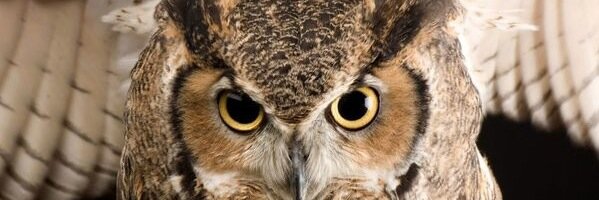 Nassim Nicholas Taleb's banner