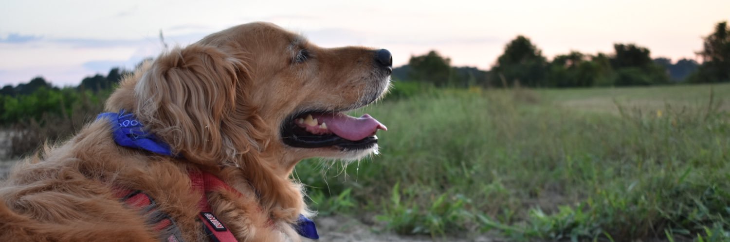 AliReardon1's profile banner image
