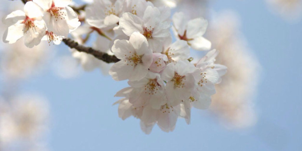 rheebobee's profile banner image