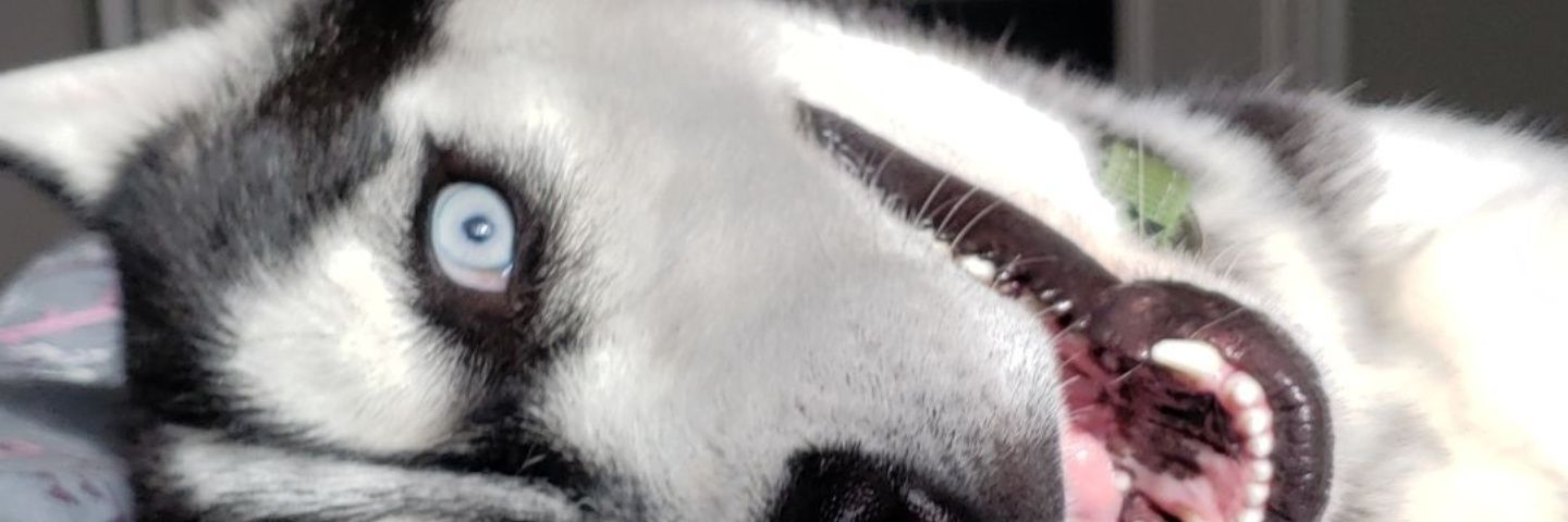 Mahnoonan's profile banner image