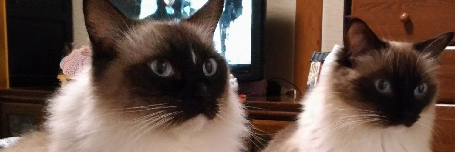 abbiy16's profile banner image