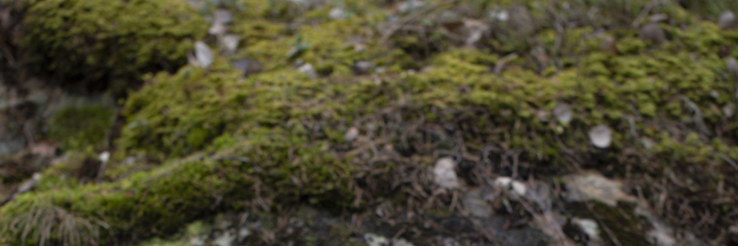 MrsAnnaLindbom's profile banner image