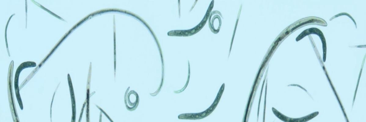 Caro Kapp banner