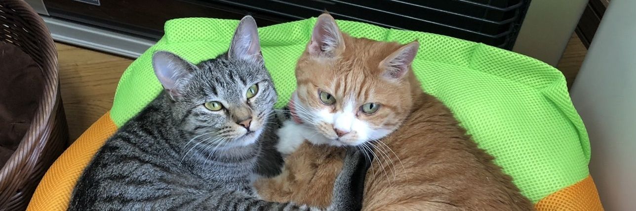 かげひと(ΦωΦ) banner