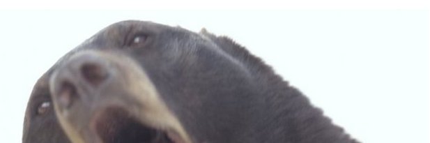 SmellOfDog's profile banner image