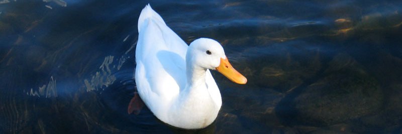 鴨髀Aäpbei🦆🍗's banner