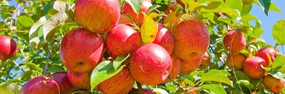 benbochner's profile banner image