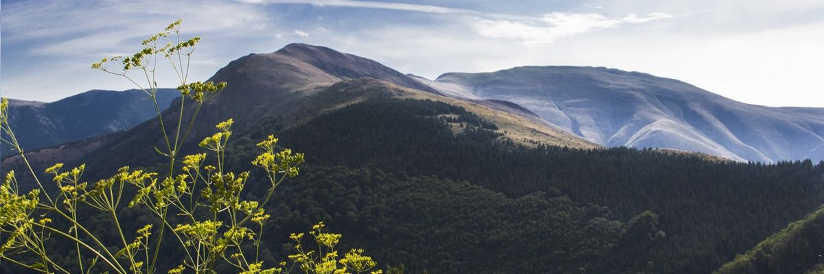 GojkovicFilip's profile banner image