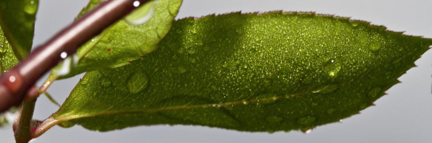 afederau's profile banner image
