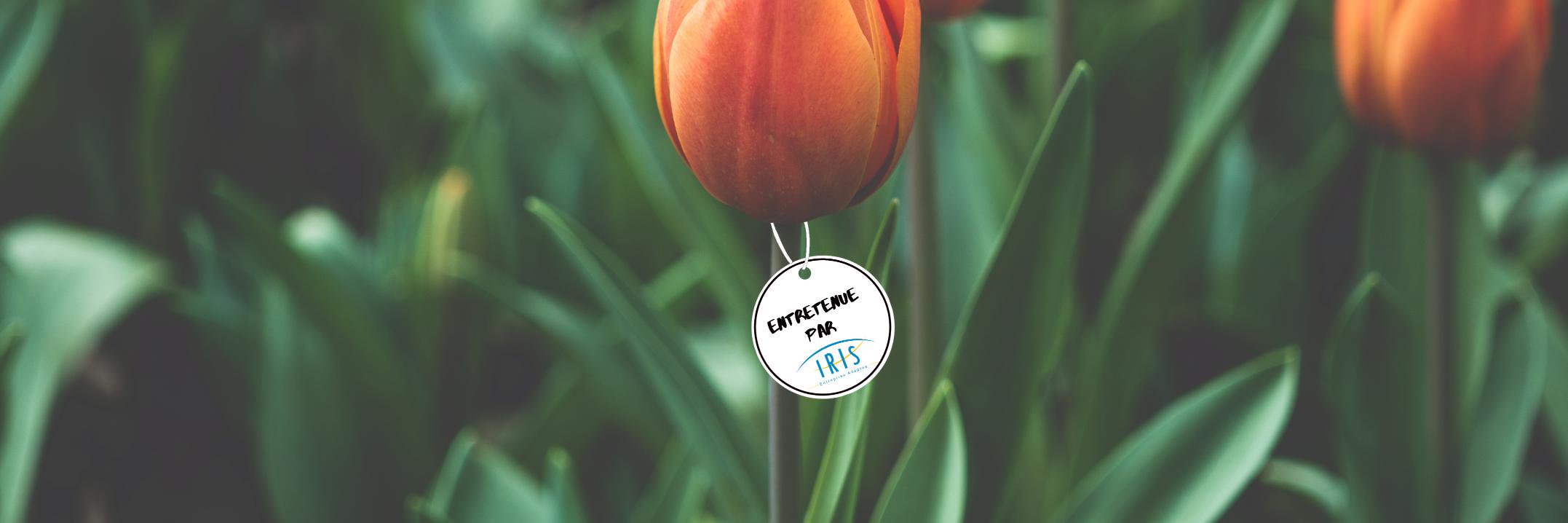 Iris_EntAdaptee's profile banner image