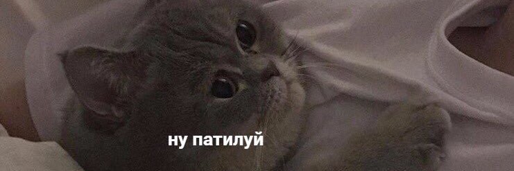 викуликова banner