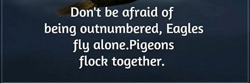 pip_pin's profile banner image