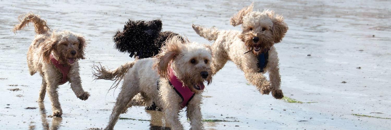 Cockapoo Owners banner