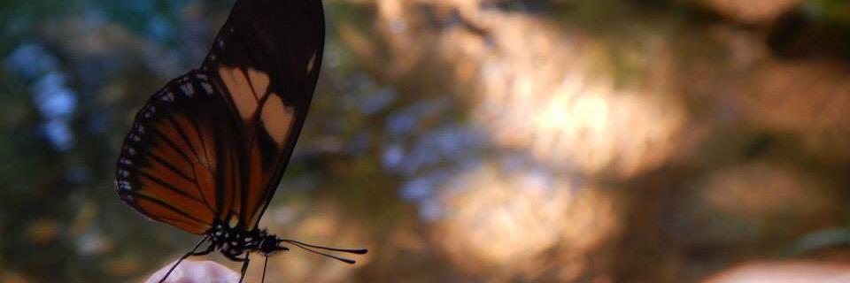 southmaics's profile banner image