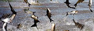 thecommoncarp's profile banner image
