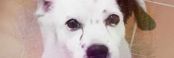 AntonioRepulloA's profile banner image