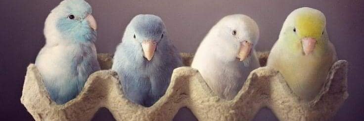 Marta Gutiérrez🦜🦜🐈 banner