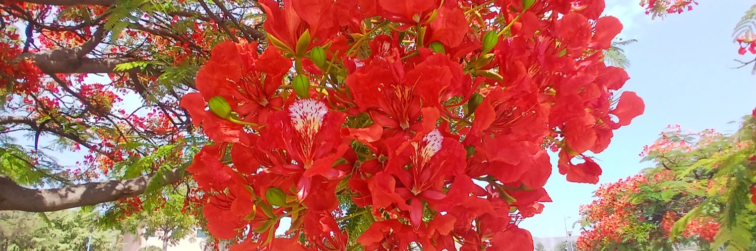 Manuela Ferreira Pinto banner