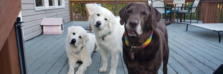 DebKellyLab's profile banner image