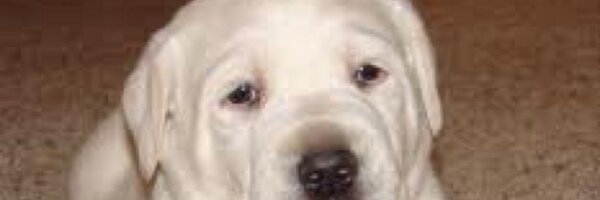 rdubdub1 Profile Banner