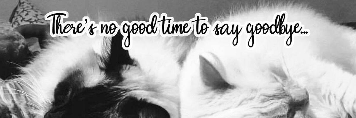 CatCafeManc's profile banner image