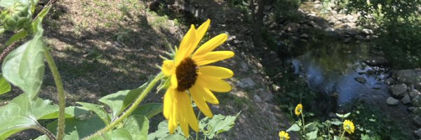 GillianWhitney Profile Banner