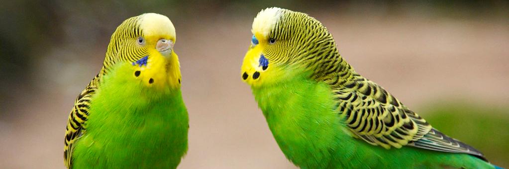 Whoop De Do! 🇪🇺🇮🇪🏳️‍🌈🏳️‍⚧️🇵🇸✊🏿✌️ banner